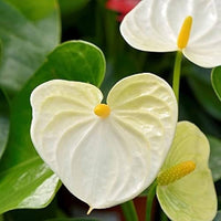 Gelb Flamingoblume Blumensamen – mehrjährige Samen für Innenräume & Outdoor Aussaat