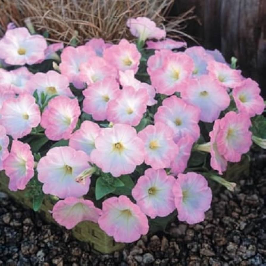 Salmon dreams petunia for blume topf and patio anpflanzung