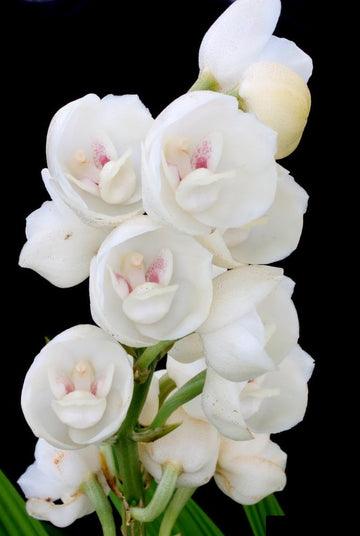 Peristeria blume samen for anpflanzung - low maintenance, heirloom & gmo free samen for home garten
 
 sale for anpflanzung in home garten