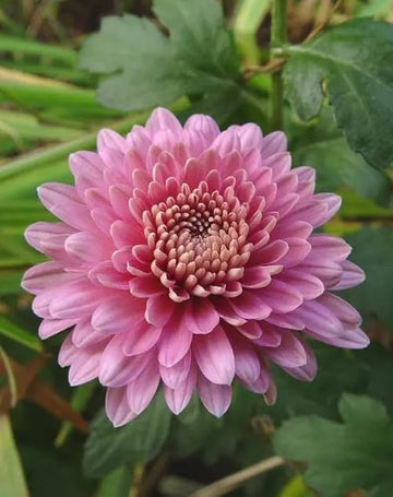 selten Rosa Chrysantheme Bonsai Samen zur Aussaat