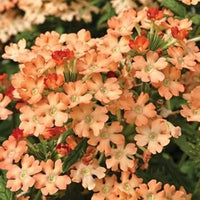 Peach verbena didyma blume samen for anpflanzung - sun loving, heirloom & gmo free samen for home garten
 
 sale samen for anpflanzung in home garten