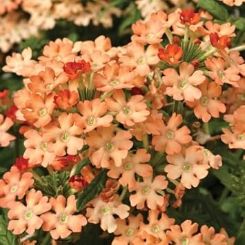 Peach verbena didyma blume samen for anpflanzung - sun loving, heirloom & gmo free samen for home garten
 
 sale samen for anpflanzung in home garten