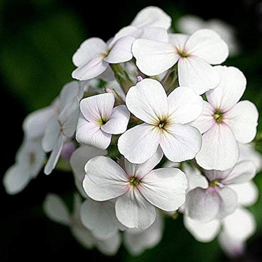 Dame’s Rocket Blumensamen zur Aussaat Hesperis Matronalis Blume Beds
