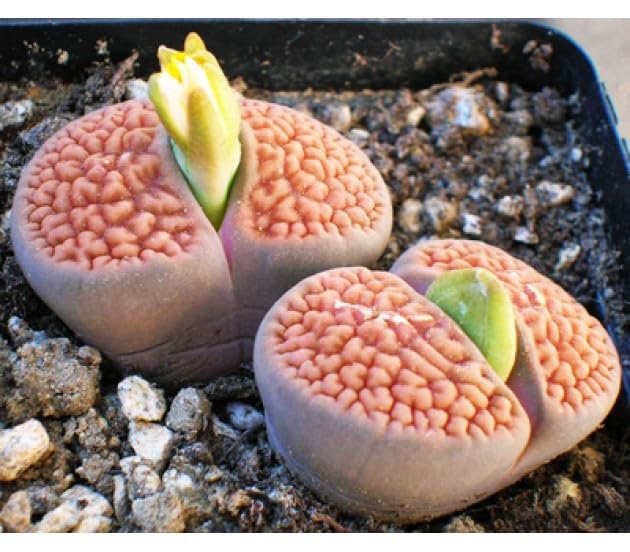 Lithops Samen – Tetragonia Blau Stone Succulent Blumensamen
