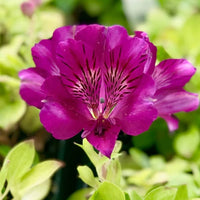 Peruvian Lilie Alstroemeria spp. Blumensamen zur Aussaat Blume Beet