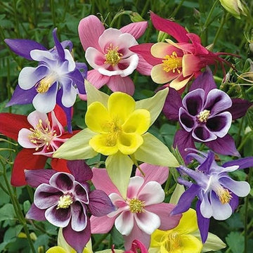 Aquilegia columbine samen for unique anpflanzung blume