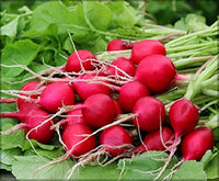 Rot Turnip Samen for Your Gemüse Garden