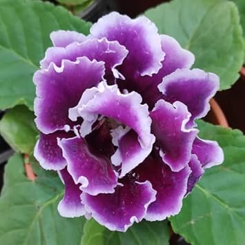 Violet weiß gloxinia blume samen for anpflanzung - cottage garten essential, heirloom & gmo free samen for home garten
sale for anpflanzung in home garten.
