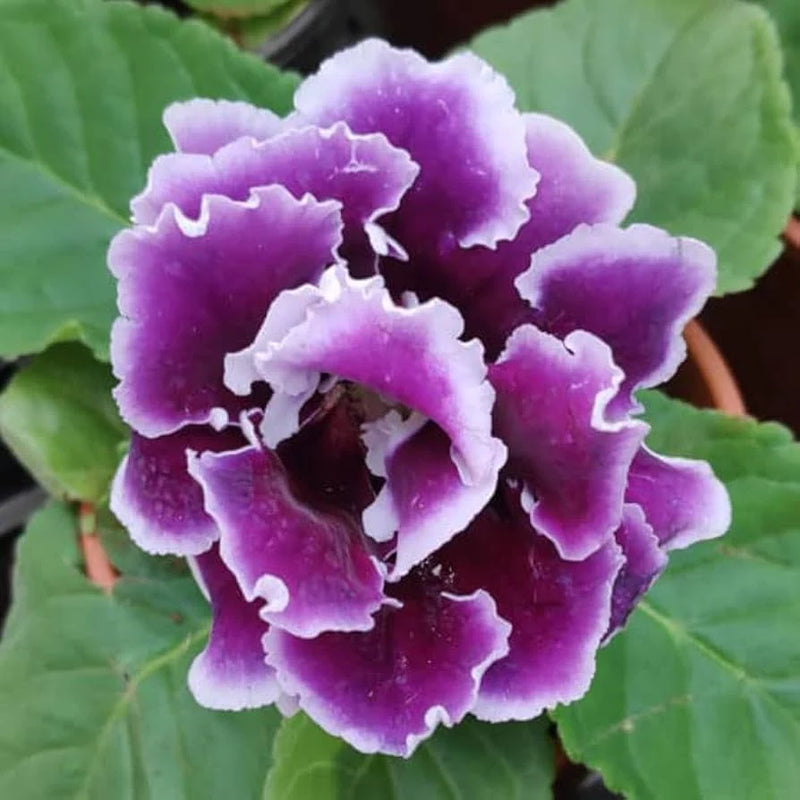 tief Lila Gloxinie Blumensamen zur Aussaat sonnenliebend Traditionssorte & ohne Gentechnik Samen Hausgarten