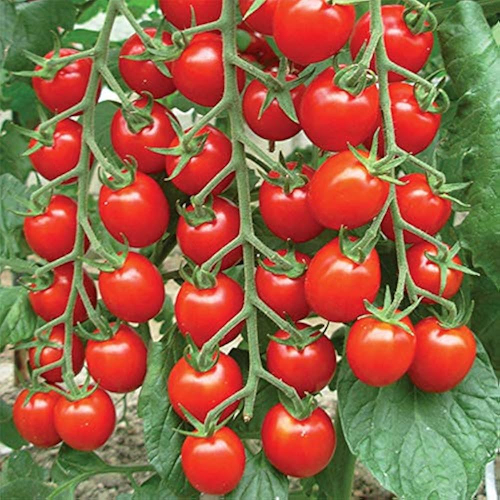 Organic Sweet Succulent Campari Tomate Solanum lycopersicum Gemüse Samen zum Pflanzen