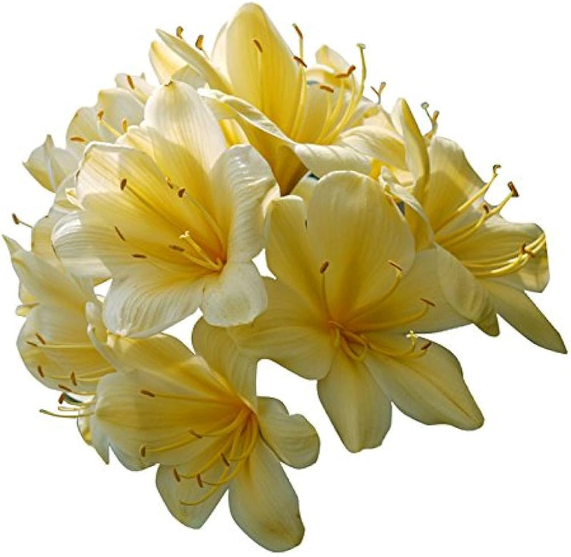 Clivia samen rare color chinese blume