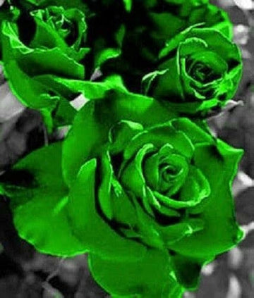 Grün roses for anpflanzung in blume bed