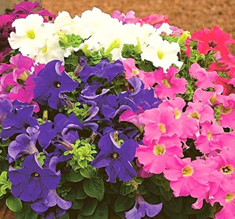 Tritunia rosa geäderte petunia blume samen for soft rosa blooms
