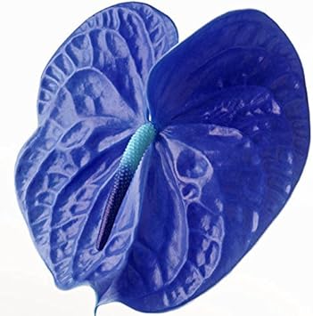 Blau anthurium blume samen for anpflanzung - premium quality, heirloom & gmo free samen for home garten
 
 sale samen for home garten