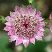 Rosa astrantia blume samen for anpflanzung - premium quality, heirloom & gmo free samen for home garten
 
 sale samen for home garten