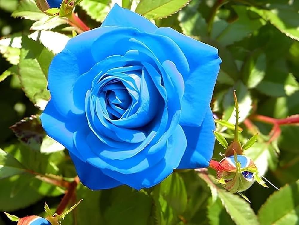dunkel Blau Rose Blumensamen zur Aussaat robust Sorte Traditionssorte & ohne Gentechnik Samen Hausgarten