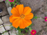 Cosmos Orange Sunshine Samen zur Aussaat Blume Beet