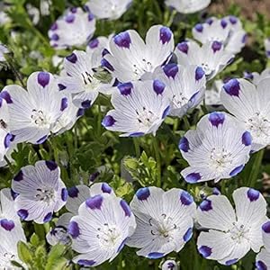 Five spot samen for eye-catching blumen