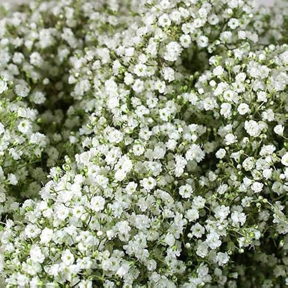 Gypsophila Gypsy kompakt Weiß Blumensamen zur Aussaat Blume Beet