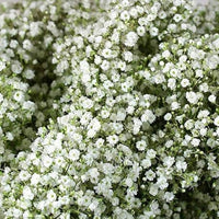 Gypsophila Gypsy kompakt Weiß Blumensamen zur Aussaat Blume Beet