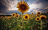 Gelb helianthus blume samen for anpflanzung - easy to grow, heirloom & gmo free samen for home garten
 
 sale for anpflanzung in home garten