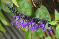 Sage Blumensamen zur Aussaat Anzucht Traditionssorte & ohne Gentechnik Samen Hausgarten