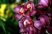 Burgundy cymbidium orchid blume samen for anpflanzung cottage garten essential heirloom & gmo free samen for home garten 
 
 sale samen for home garten anpflanzung