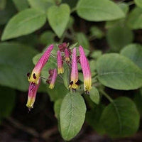 Cuphea Ignea Rose Blumensamen zur Aussaat Blume Beet