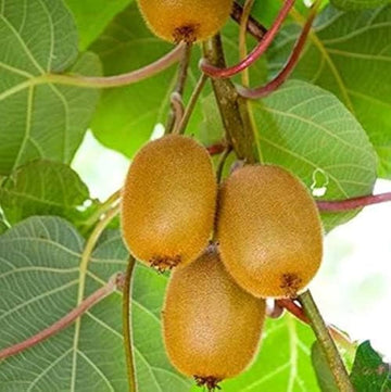 Kiwi vine actinidia deliciosa for anpflanzung in home garten