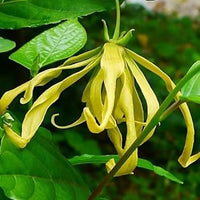 Ylang-ylang blume samen for anpflanzung - pollinator friendly, heirloom & gmo free samen for home garten
 
 sale for anpflanzung in home garten