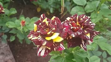 Heirloom abracadabra blume samen for anpflanzung easy to grow heirloom & gmo free samen for home garten 
 
 sale for anpflanzung in home garten