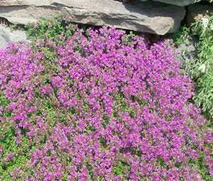 Creeping thyme samen for fragrant groundcover