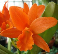 Orange cattleya hybrida blume samen for anpflanzung hardy variety heirloom & gmo free samen for home garten 
 
 sale samen for home garten anpflanzung