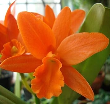Orange cattleya hybrida blume samen for anpflanzung hardy variety heirloom & gmo free samen for home garten 
 
 sale samen for home garten anpflanzung