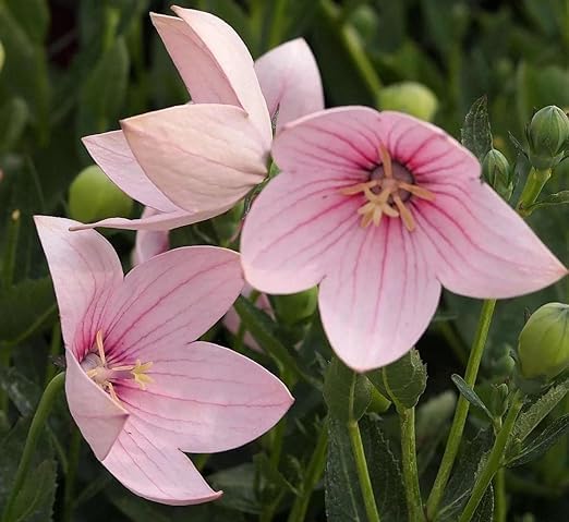 Platycodon Astra Samen einzigartig Balloon-Shaped Blumen