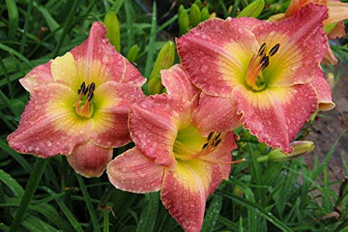 Rosa Hemerocallis Blumensamen zur Aussaat saisonal Dauerblüher Traditionssorte & ohne Gentechnik Samen Hausgarten