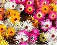 Summer blume samen for anpflanzung - bright blooms, heirloom & gmo free samen for home garten
 
 sale for anpflanzung in home garten.