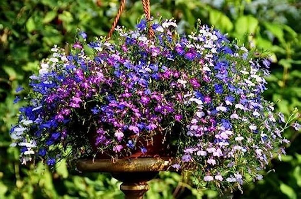 Lobelia Erinus Samen zur Aussaat hängend Baskets
