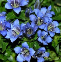Blau gentiana blume samen for anpflanzung - compact growth, heirloom & gmo free samen for home garten
 
 sale samen for anpflanzung in home garten