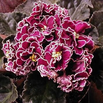 Burgundy saintpaulia blume samen for anpflanzung - vibrant colors, heirloom & gmo free samen for home garten
 
 sale for anpflanzung in home garten.