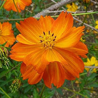 Cosmos lucky ring blume samen for colorful garten blooms