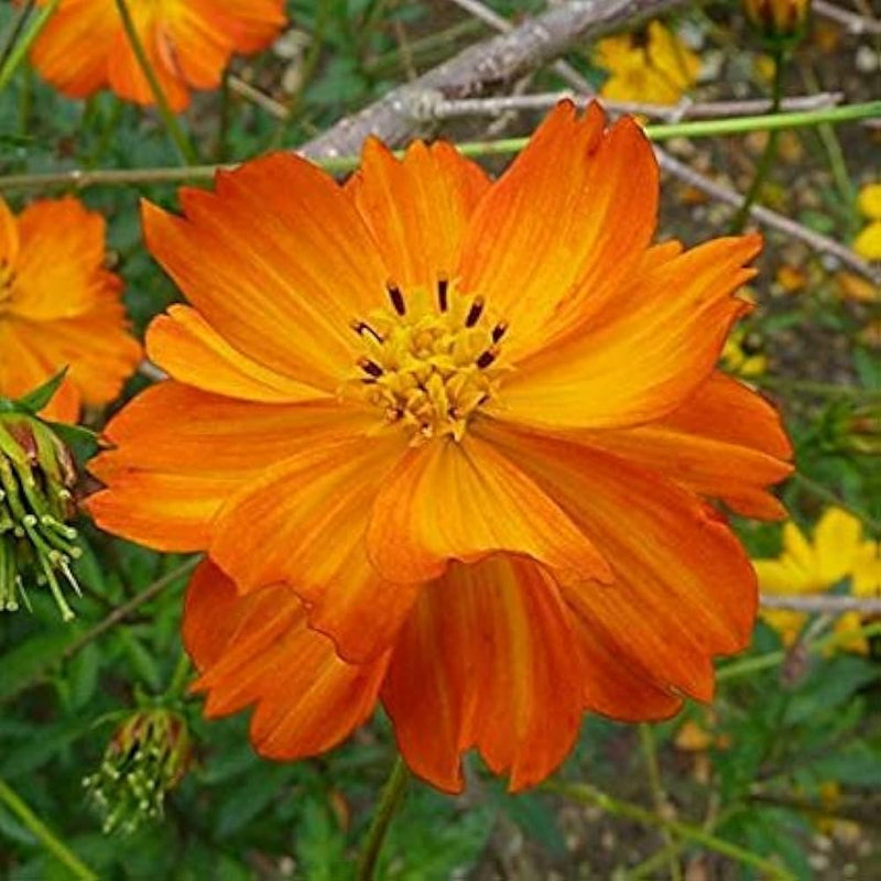 Cosmos lucky ring blume samen for colorful garten blooms