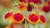 Slipper Blumensamen zur Aussaat leuchtend Traditionssorte & ohne Gentechnik Samen Hausgarten