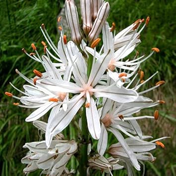 Heirloom asphodelus albus blume samen for anpflanzung pollinator friendly heirloom & gmo free samen for home garten 
 
 sale for anpflanzung in home garten