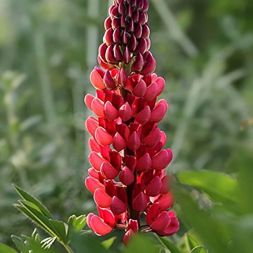 Rot Lupine Blumensamen zur Aussaat leuchtend Blüten Traditionssorte & ohne Gentechnik Samen Hausgarten