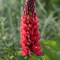 Rot Lupine Blumensamen zur Aussaat leuchtend Blüten Traditionssorte & ohne Gentechnik Samen Hausgarten