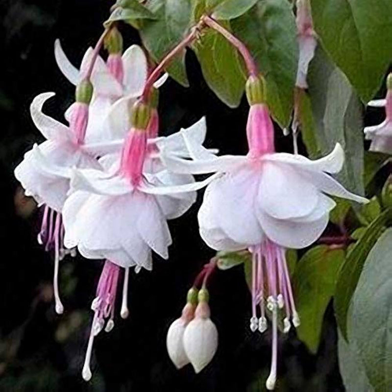 Fuchsia lantern blume samen for unique, hanging garten blooms