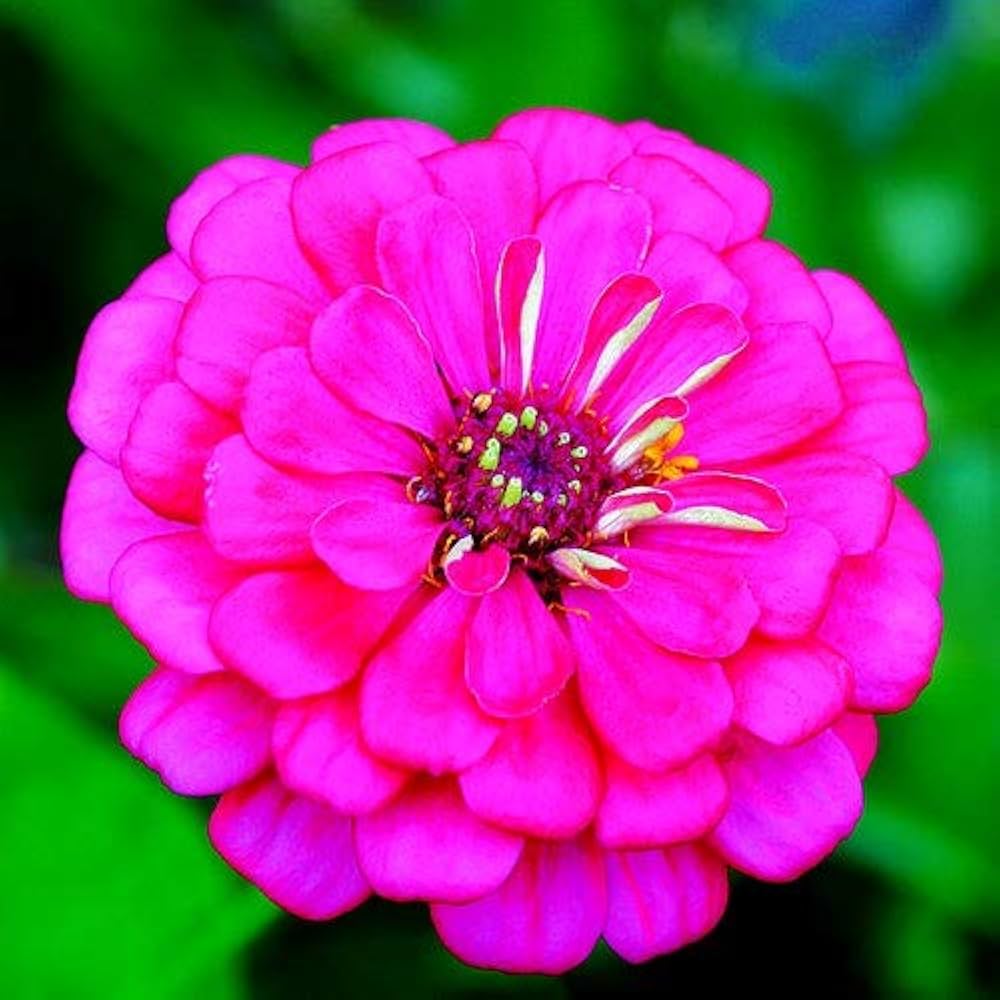 Zinnia blume samen rosa anpflanzung pack