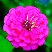 Zinnia blume samen rosa anpflanzung pack