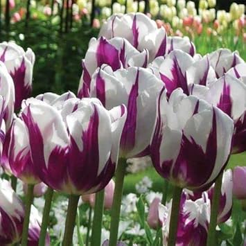 Violet and weiß tulip blume samen for anpflanzung